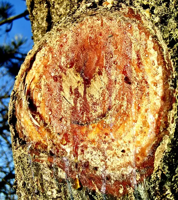Usos y Aplicaciones de la Madera de Agar: vista de presentación Usos y Aplicaciones de la Madera de Agar: vista de presentación
