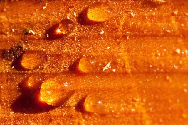 Cambodian Agarwood Purchase for export - commercial quality
