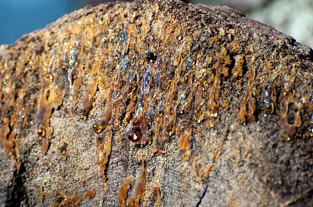 Cambodian Agarwood: view of the product Cambodian Agarwood: view of the product