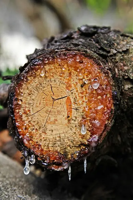 Cambodian Agarwood Purchase in warehouse (resins and woods)